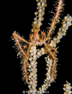 This neck crab posed for me! by Michelle Davis 